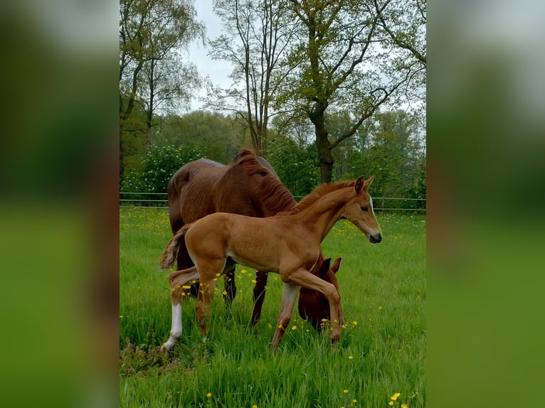 KWPN Hingst Föl (04/2024) fux in Zeeland