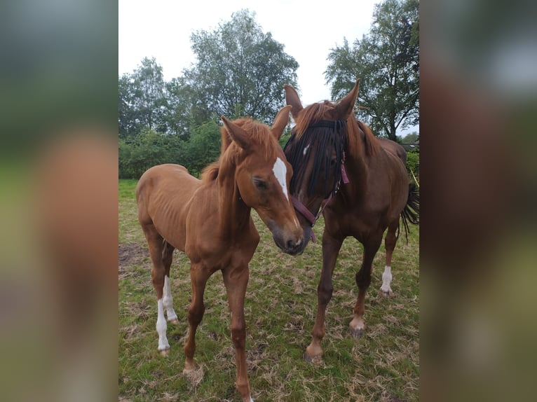 KWPN Hingst Föl (04/2024) fux in Zeeland