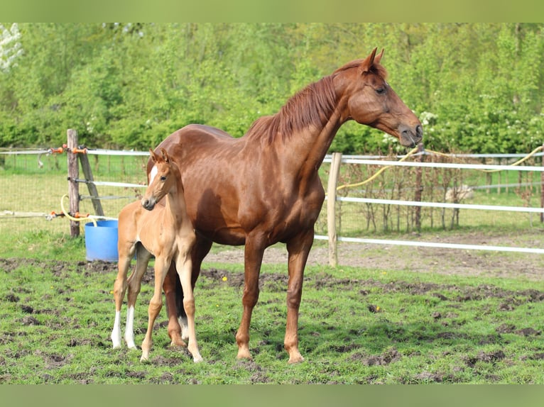 KWPN Hingst Föl (04/2024) fux in Zeeland