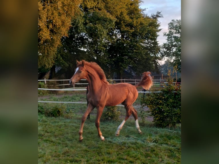 KWPN Hingst Föl (04/2024) fux in Zeeland