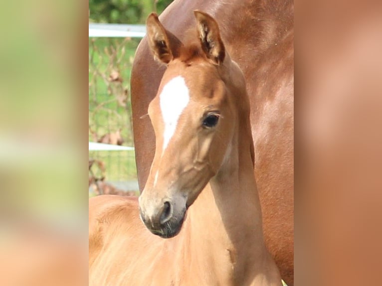 KWPN Hingst Föl (04/2024) fux in Zeeland