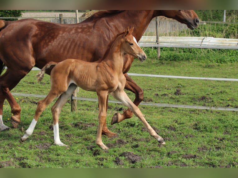 KWPN Hingst Föl (04/2024) fux in Zeeland