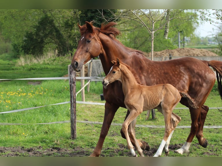 KWPN Hingst Föl (04/2024) fux in Zeeland