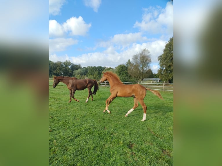 KWPN Hingst Föl (04/2024) fux in Zeeland