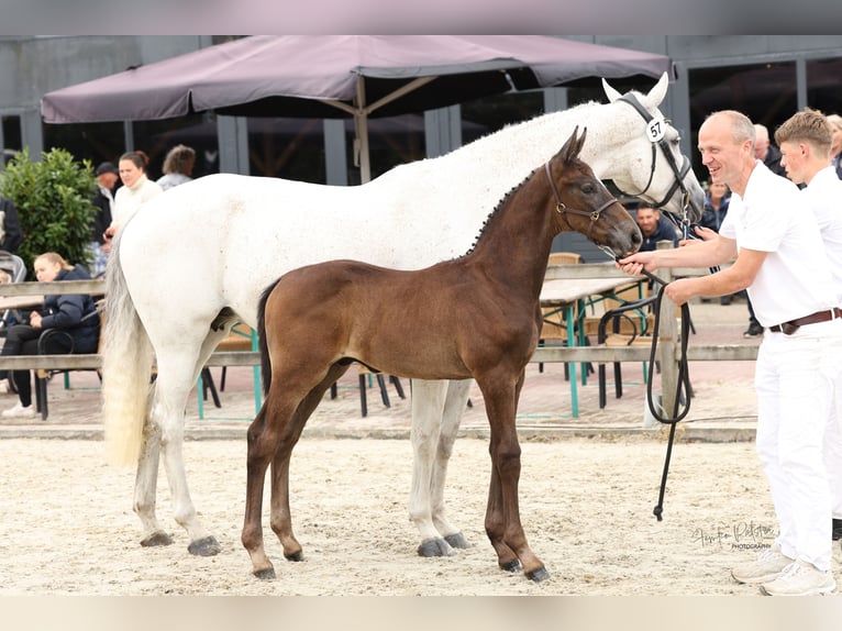 KWPN Hingst Föl (05/2024) Grå in Oostwold