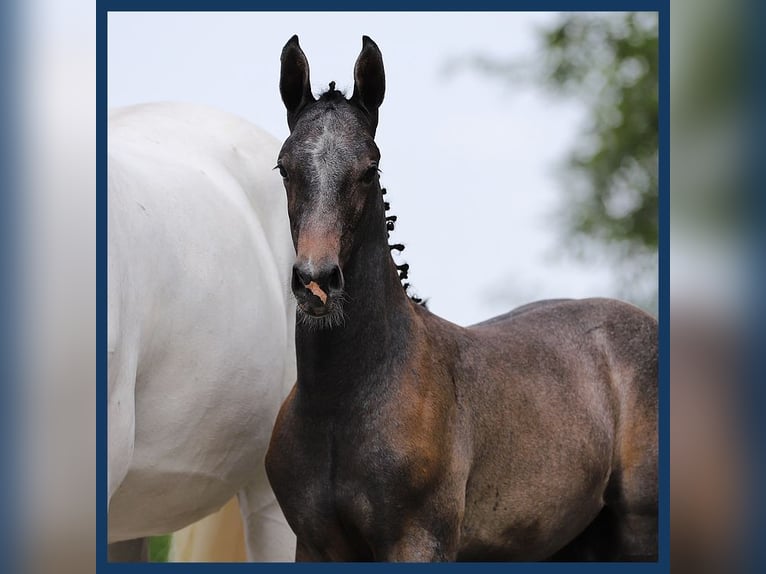 KWPN Hingst Föl (05/2024) Grå in Gieten