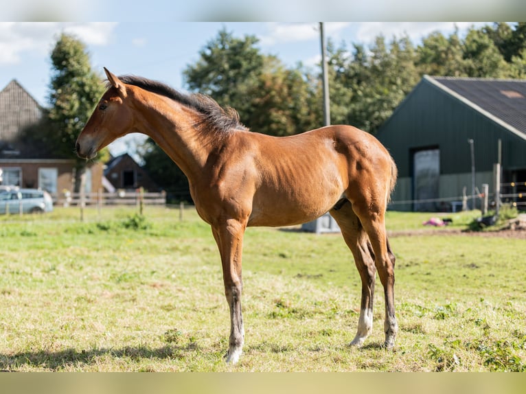 KWPN Hingst Föl (05/2024) Ljusbrun in Tytsjerk