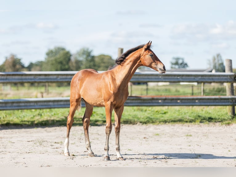 KWPN Hingst Föl (05/2024) Ljusbrun in Tytsjerk