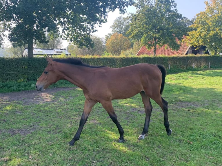 KWPN Hingst Föl (03/2024) Ljusbrun in Oele (Hengelo)