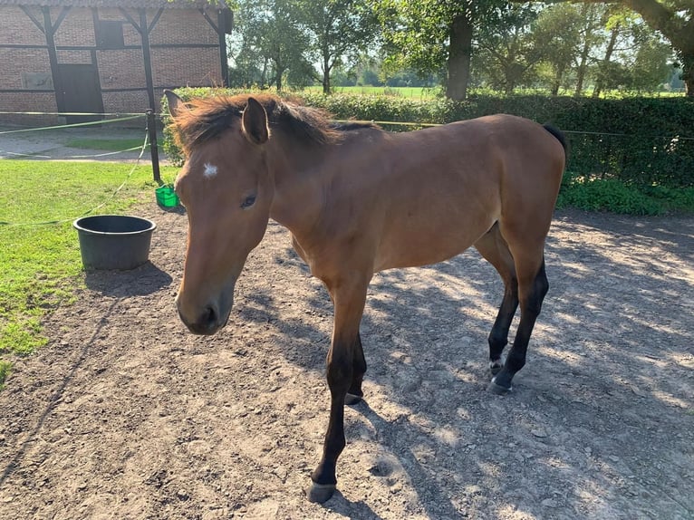 KWPN Hingst Föl (03/2024) Ljusbrun in Oele (Hengelo)