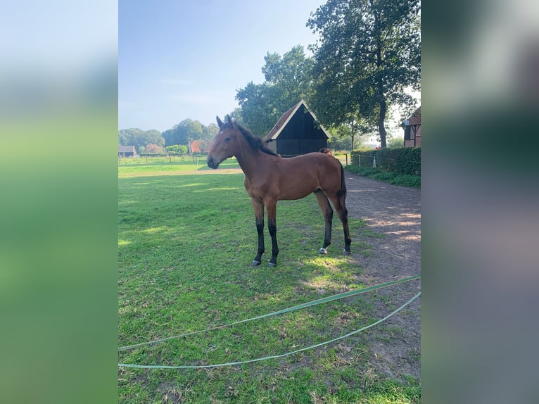 KWPN Hingst Föl (03/2024) Ljusbrun in Oele (Hengelo)