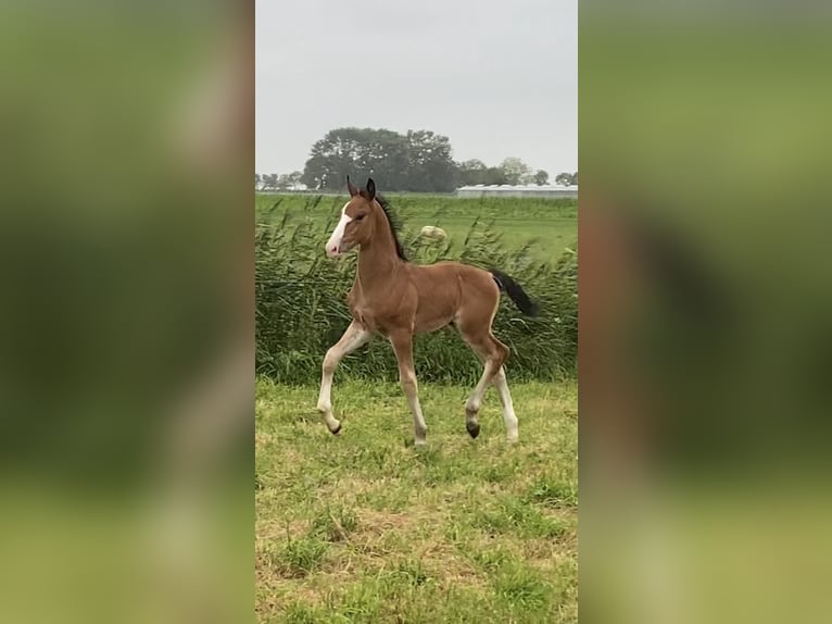 KWPN Hingst Föl (06/2024) Ljusbrun in Hellouw