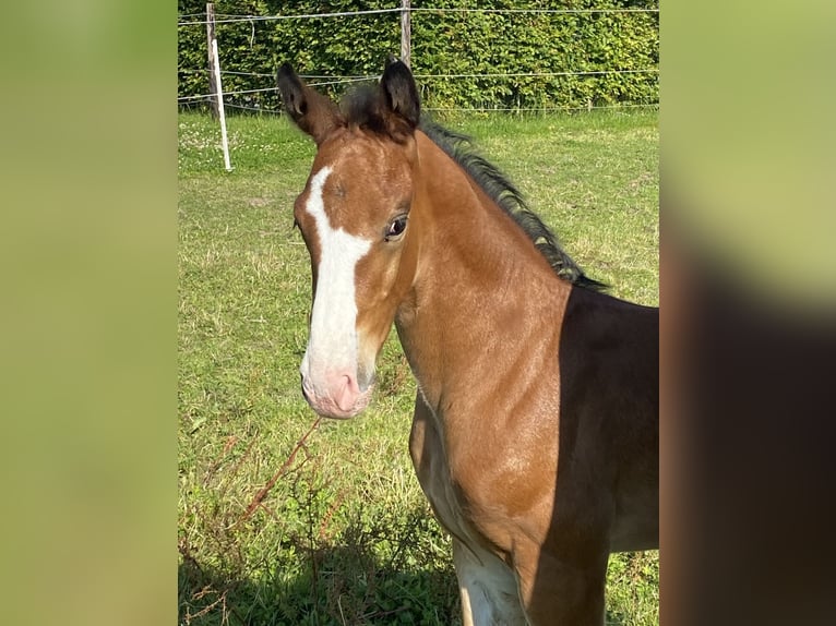 KWPN Hingst Föl (06/2024) Ljusbrun in Hellouw