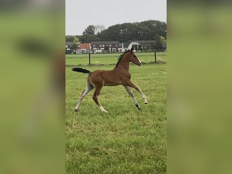 KWPN Hingst Föl (06/2024) Ljusbrun in Hellouw