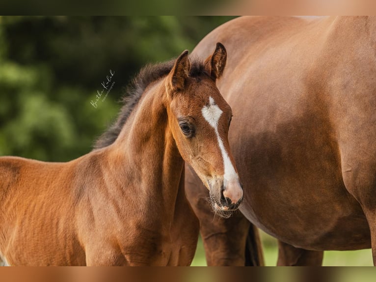 KWPN Hingst Föl (06/2024) Mörkbrun in Alphen aan den Rijn