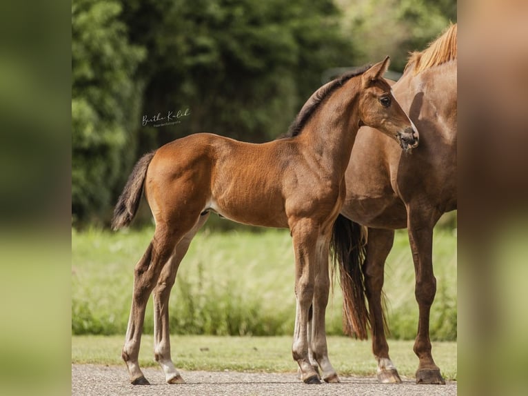 KWPN Hingst Föl (06/2024) Mörkbrun in Alphen aan den Rijn