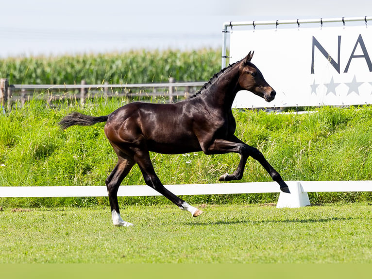 KWPN Hingst Föl (03/2024) Mörkbrun in Den Hout