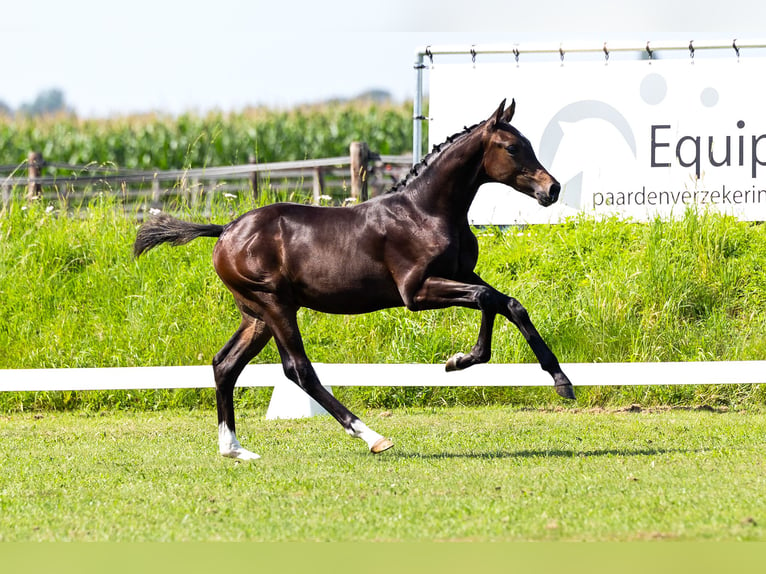 KWPN Hingst Föl (03/2024) Mörkbrun in Den Hout