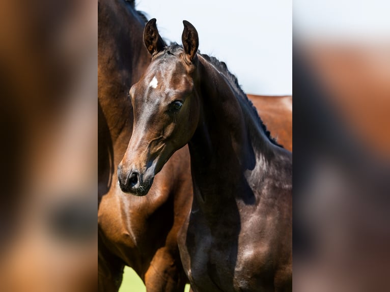 KWPN Hingst Föl (03/2024) Mörkbrun in Den Hout