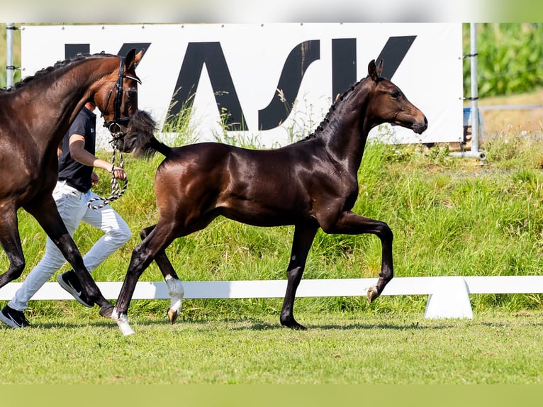 KWPN Hingst Föl (03/2024) Mörkbrun in Den Hout