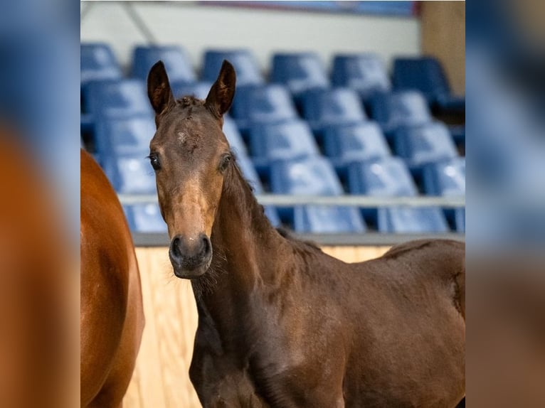 KWPN Hingst Föl (05/2024) Mörkbrun in Elshout