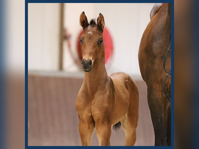 KWPN Hingst Föl (07/2024) Mörkbrun in Gieten