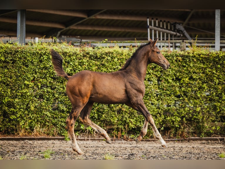 KWPN Hingst Föl (05/2024) Mörkbrun in Hazerswoude-Dorp