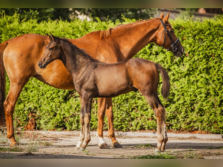 KWPN Hingst Föl (05/2024) Mörkbrun in Hazerswoude-Dorp