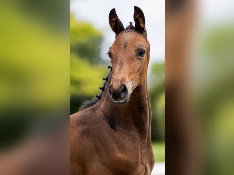 KWPN Hingst Föl (01/2024) Mörkbrun in Rijpwetering