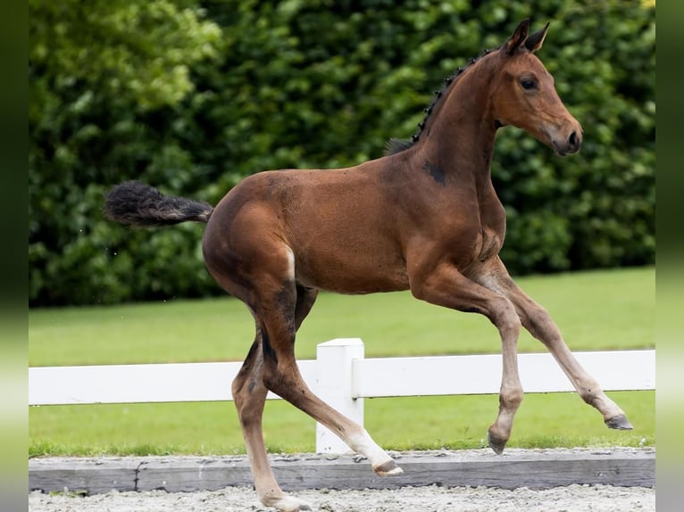 KWPN Hingst Föl (01/2024) Mörkbrun in Rijpwetering