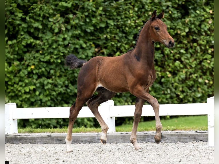 KWPN Hingst Föl (01/2024) Mörkbrun in Rijpwetering