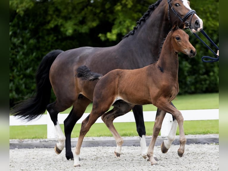 KWPN Hingst Föl (01/2024) Mörkbrun in Rijpwetering