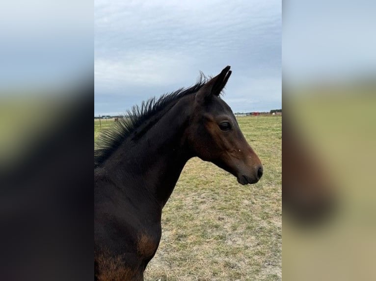 KWPN Hingst Föl (05/2024) Mörkbrun in Rijsenhout