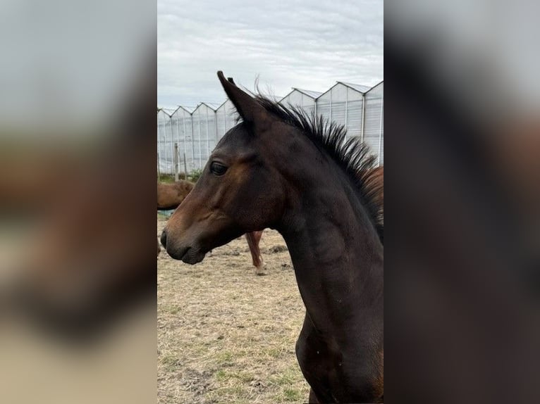 KWPN Hingst Föl (05/2024) Mörkbrun in Rijsenhout