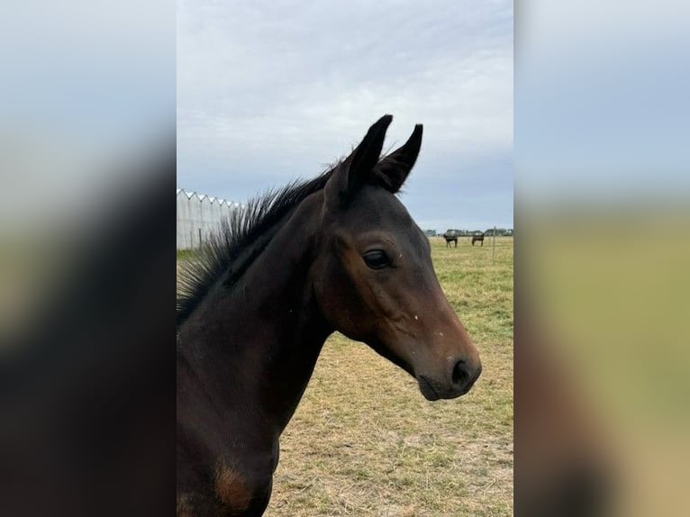 KWPN Hingst Föl (05/2024) Mörkbrun in Rijsenhout