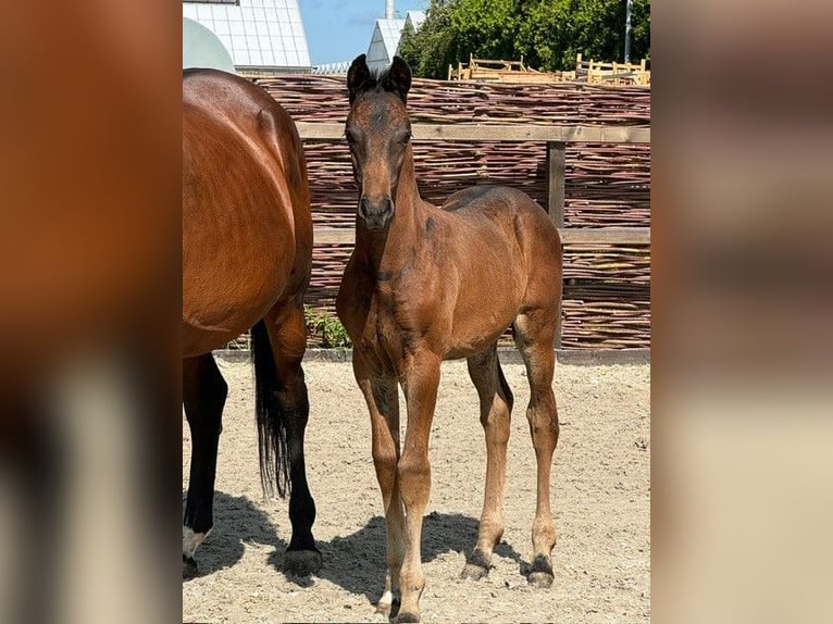 KWPN Hingst Föl (05/2024) Mörkbrun in Rijsenhout