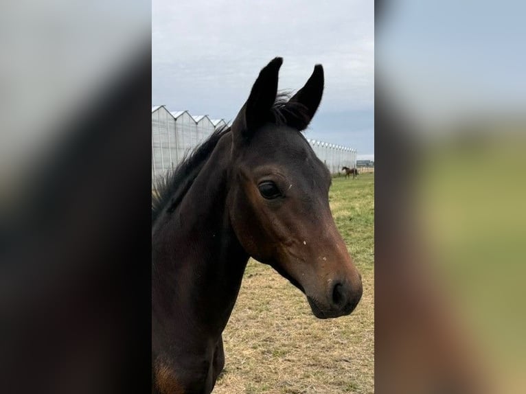 KWPN Hingst Föl (05/2024) Mörkbrun in Rijsenhout