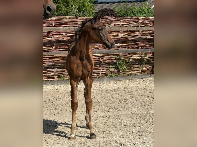 KWPN Hingst Föl (05/2024) Mörkbrun in Rijsenhout