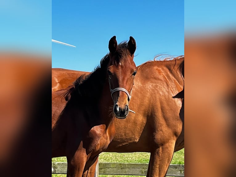 KWPN Hingst Föl (02/2024) Mörkbrun in Swifterbant