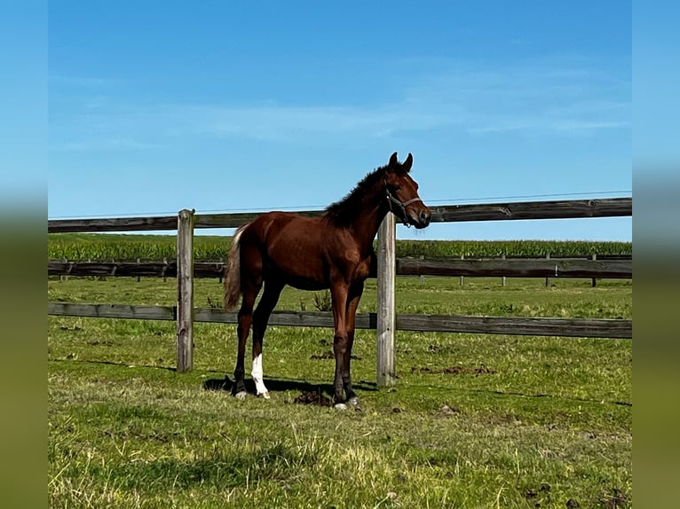 KWPN Hingst Föl (02/2024) Mörkbrun in Swifterbant