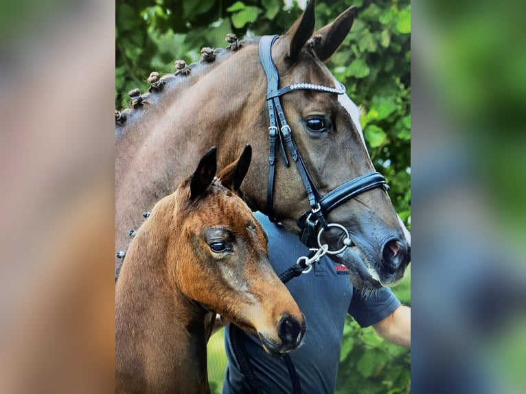 KWPN Hingst Föl (05/2024) Mörkbrun in Zwartebroek