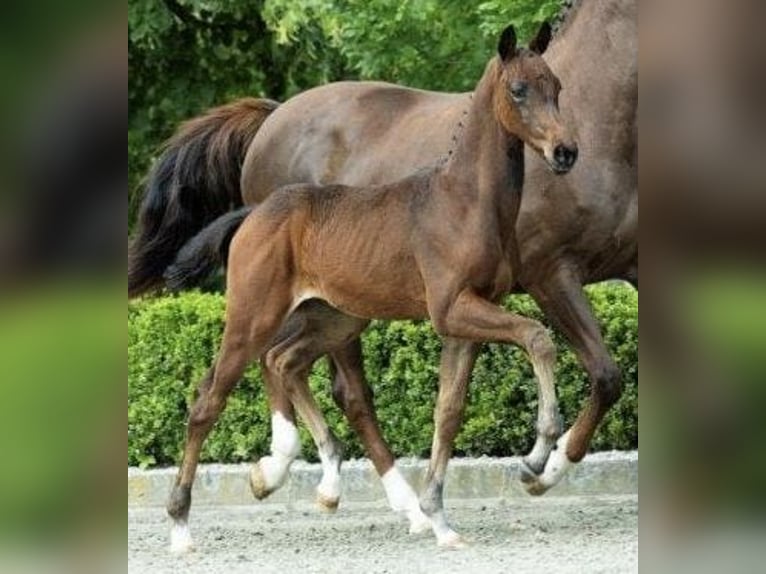 KWPN Hingst Föl (05/2024) Mörkbrun in Zwartebroek