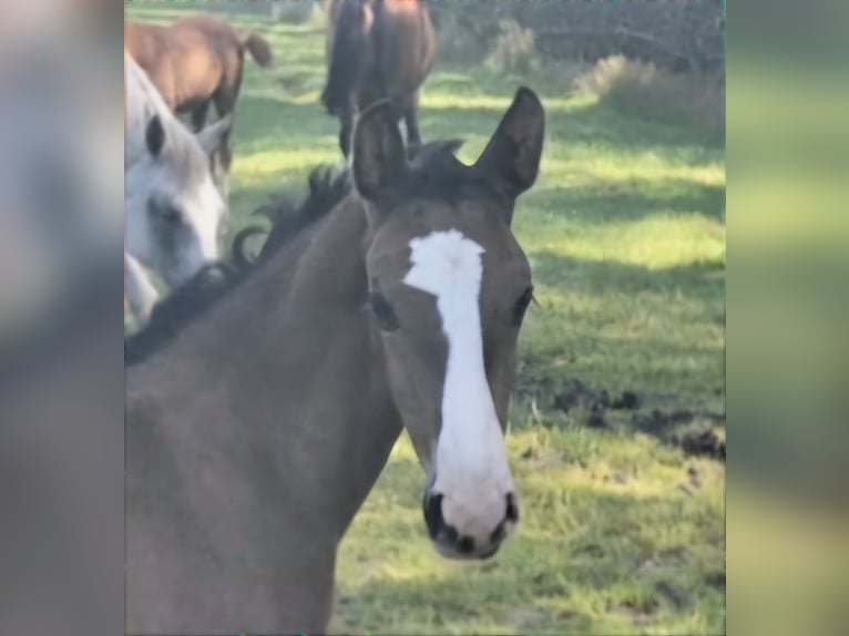 KWPN Hingst Föl (06/2024) Mörkbrun in Dwingeloo