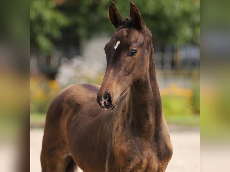 KWPN Hingst Föl (04/2024) Mörkbrun in GROTE-BROGEL