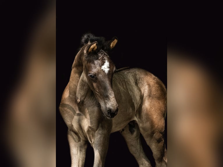 KWPN Hingst Föl (04/2024) Rökfärgad svart in Nunspeet