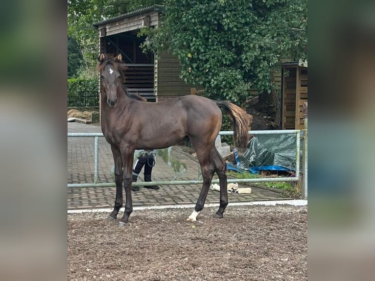 KWPN Hingst Föl (04/2024) Rökfärgad svart in Nunspeet