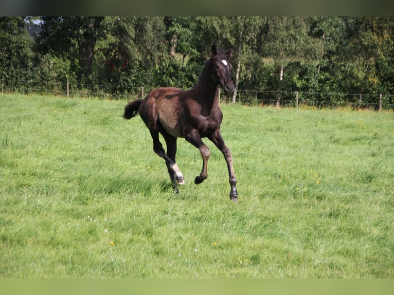 KWPN Hingst Föl (04/2024) Svart in Boelenslaan