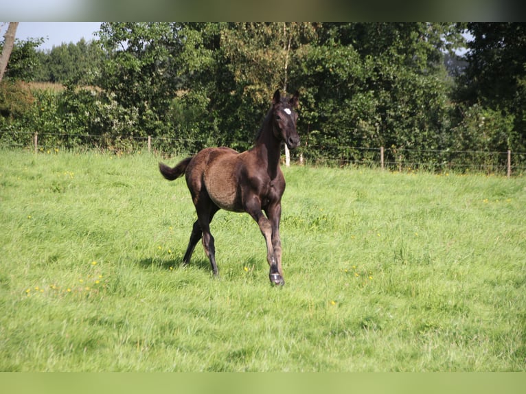 KWPN Hingst Föl (04/2024) Svart in Boelenslaan