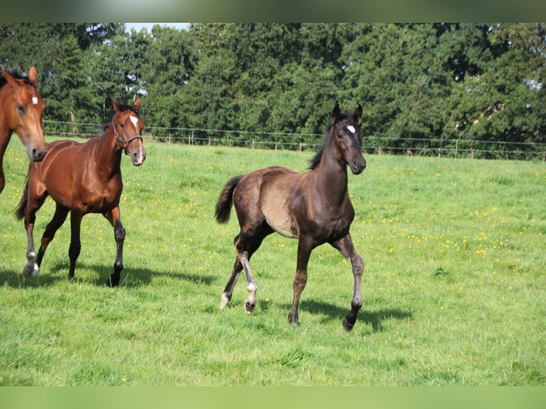 KWPN Hingst Föl (04/2024) Svart in Boelenslaan