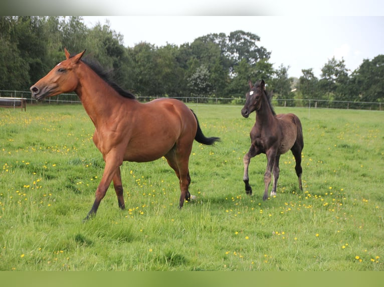 KWPN Hingst Föl (04/2024) Svart in Boelenslaan